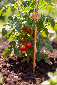 Kopero Elektrokultur 30 cm Kupferantenne bei einer Tomatenpflanze im Gemüsegarten