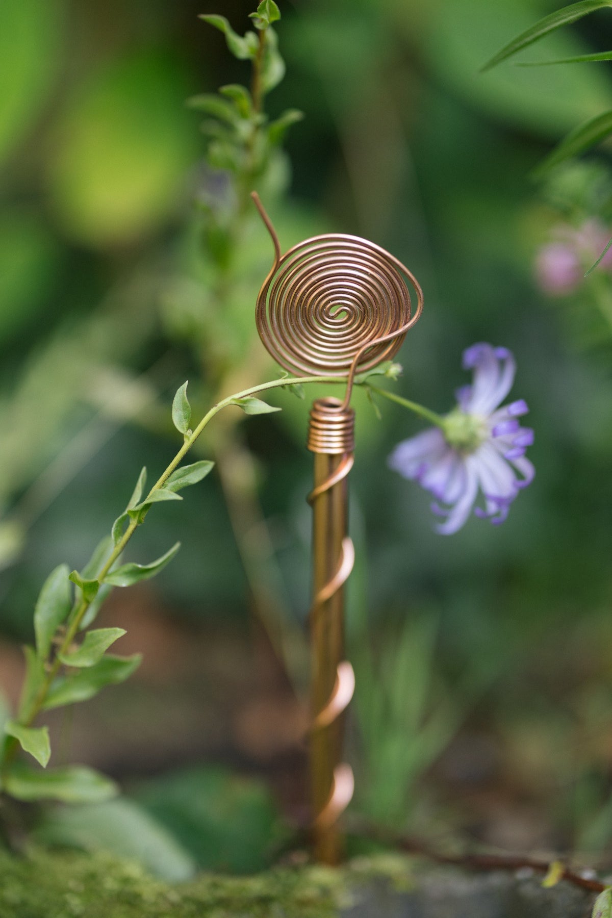 Kopero Elektrokultur 30 cm, mit einem Zweig um die kupferne Spirale in einem Pflanzkübel