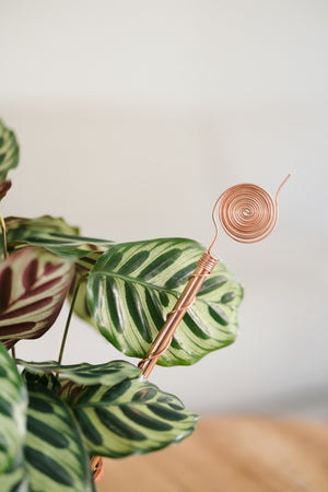 Kopero Elektrokultur 30 cm, bei einer Maranta-Zimmerpflanze